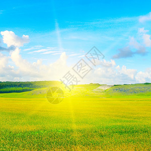 在炎热的夏日阳光和蓝天空白云的背景下有小麦田图片