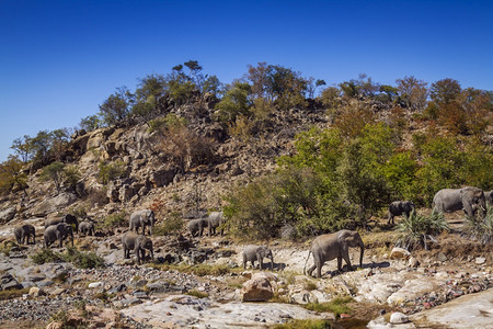 非洲灌木大象群在非洲南部Kruge公园的巨石风景中行走非洲大象的家族图片