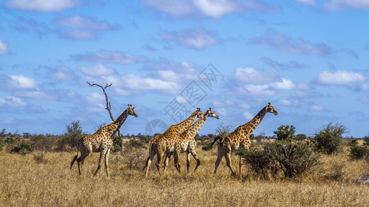 在非洲南部Kruge公园的草原风景中行走的一小群长颈鹿非洲南部Kruge公园中的长颈鹿非洲南部Girafde的Spcigrafc图片
