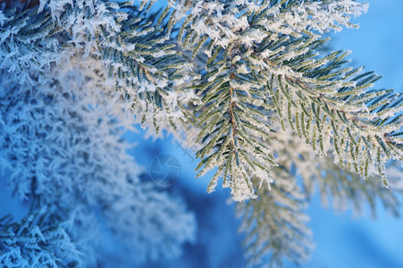 圣诞长青雪树蓝调鲜冬天背景圣诞节长青雪树圣诞节长绿雪树图片