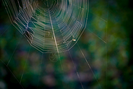 覆盖分散的绿色树叶背景薄蜘蛛网图片