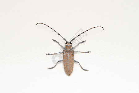 长角甲虫大松马哈拉施特印地安群岛图片