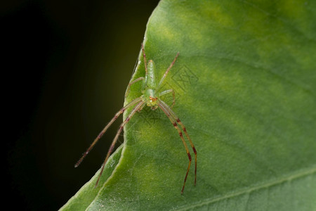 绿螃蟹蜘蛛187年青蟹蜘蛛黄萨塔拉玛哈施特印地安那图片
