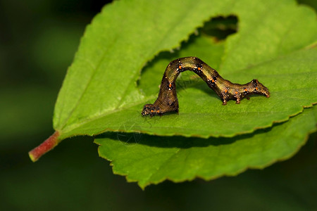 黑虫低脊椎西贝格尔印地亚高清图片