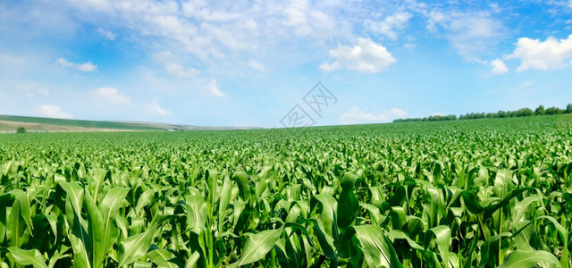 阳光明媚的蓝天空中玉米田宽广照片背景图片