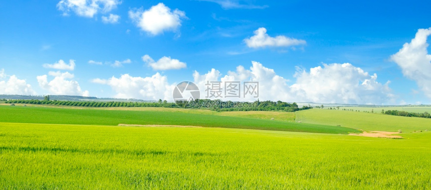 绿色小麦田和蓝云天空宽广的照片图片