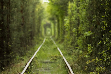 klevan的树木所形成自然爱情隧道夏天的古老铁路夏天的美丽隧道照片出自背景的焦点照片出自背景的然爱情隧道图片出自背景的焦点图片
