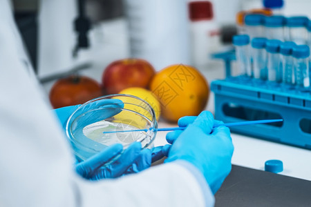 在微生物实验室进行食品安全检测微生物学家在实验室进行营养麻醉剂喷射寻找病原体和腐蚀迹象图片