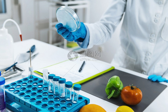 微生物实验室的食品质量评估微生物学家填充表遵循标准操作程序微生物实验室的食品质量评估图片