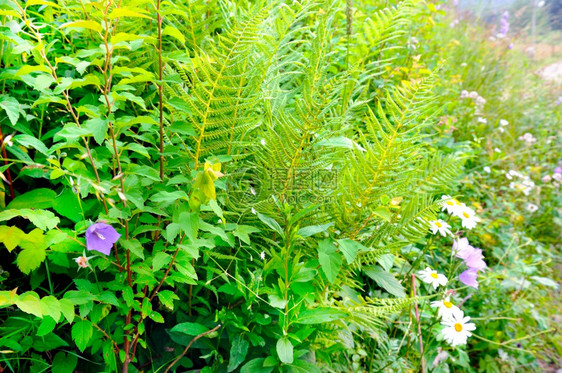 明亮的春天背景灌木羽毛钟花和香菊图片