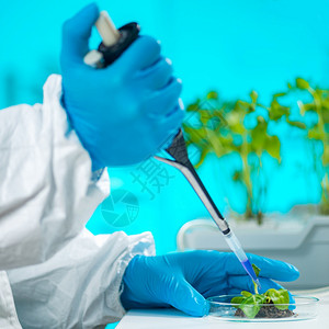 生物学家检查植根图片