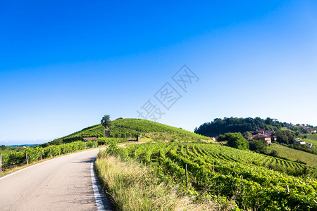 夏季风景优美的乡村与葡萄园田图片
