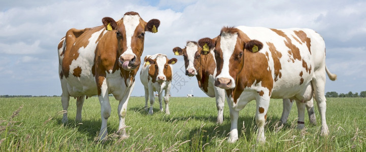 红白牛和奶在白云的蓝天空下在白云阴地绿草荷兰地白牛和图片