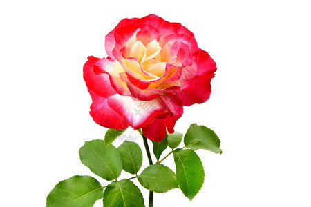 一朵玫瑰花白背景上隔绝着红玫瑰盛放礼物图片
