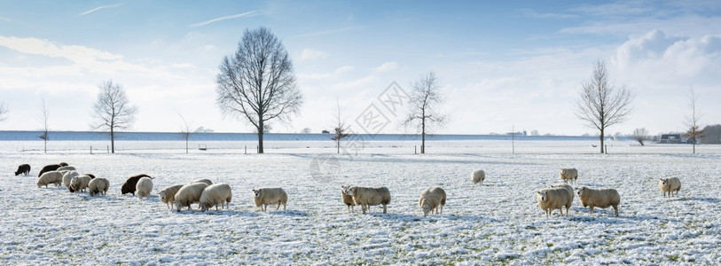 在蓝天和云下阴地雪和树木下用草的绵羊和雪树在蓝天白云下图片