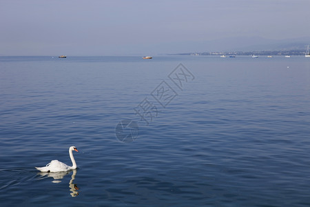 瑞士日内瓦美丽的白天鹅位于瑞士洛桑湖背景