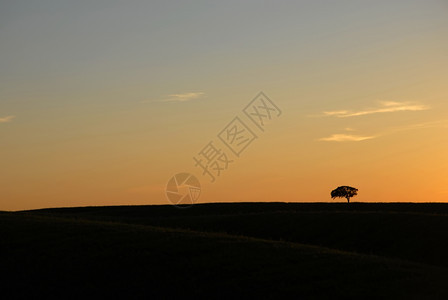 日落时单树一风景典型背景图片
