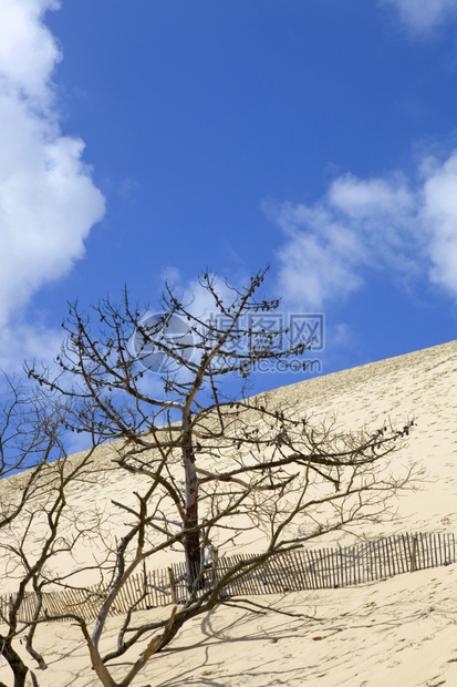 著名的皮拉栅栏丘在欧洲最高的沙丘在pylasurmefance图片