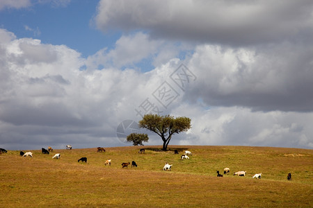 在Portugal以南的Aentjo农场里图片
