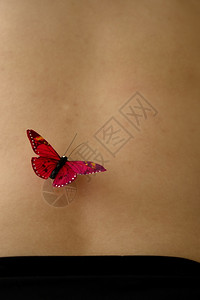 女人皮肤上的蝴蝶图片
