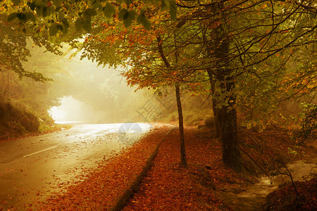 秋天森林在马塔达阿尔贝加里格列斯公园Portugal图片