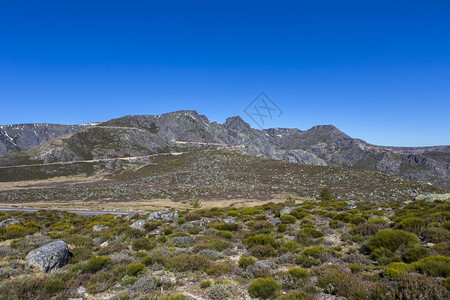 与高山花在波尔格的风景图片