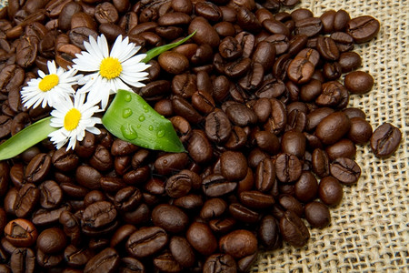 咖啡豆片演播室图片