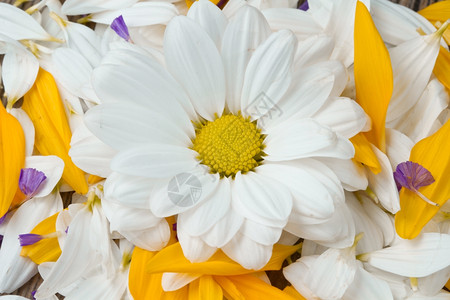 白菊花和黄向日葵图片