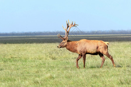 白尾鹿在草地上阿斯卡尼亚诺瓦乌克兰图片