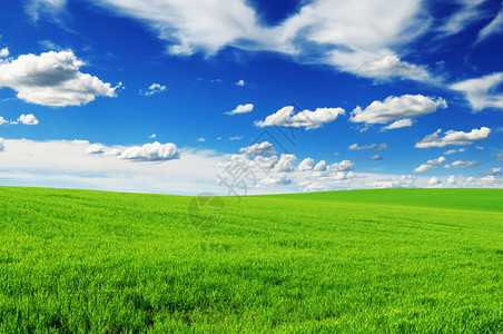 草地和美丽的蓝天空图片