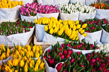 阿姆斯特丹花卉市场详情世界最好的郁金香图片