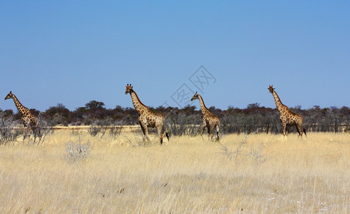 纳米比亚野生物Etosha公园旱季图片