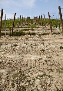 意大利皮埃蒙特地区Monferrato地区春季Barbera葡萄园图片
