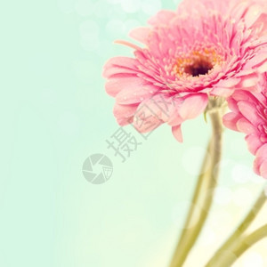 近距离的粉红花近距离抽象的花朵图片