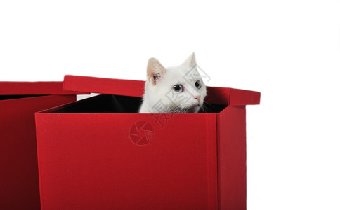 可爱的白猫在红盒子里玩耍图片