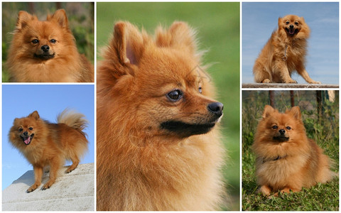 纯种的波美拉尼狗肖像综合图片背景图片