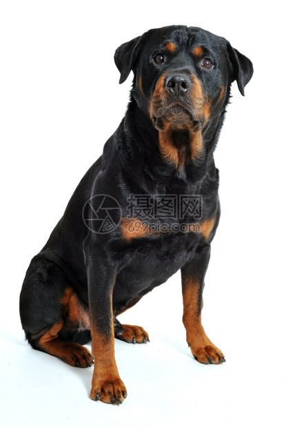 白色背景上纯种的rottweiler的肖像图片