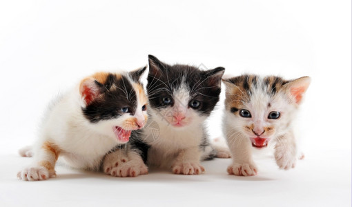 三只小猫一起在白色背景上图片