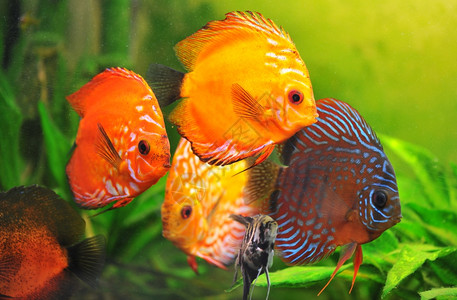 在水族馆中捕鱼的一组彩色热带鱼图片