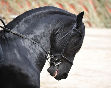 黑色的弗里斯马匹带一条和点图片