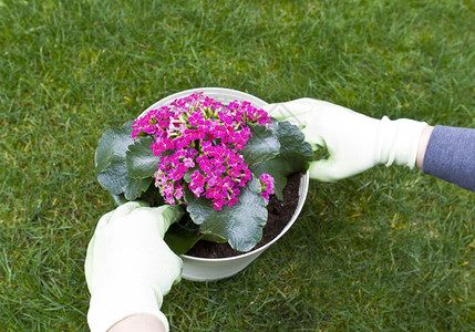 将花生植物转移到装有背景草场的容器中时戴手套的对图片
