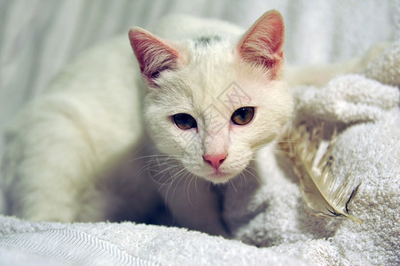 白猫的肖像和他玩具的羽毛图片
