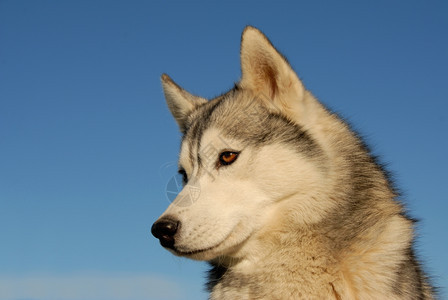 蓝色天空上美丽的纯洁西伯利亚人霍斯基画像图片
