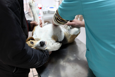 宠物医疗在手术准备室的兽医家养狗背景