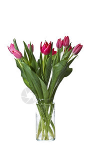 纯白背景的玻璃花瓶中粉和红色郁金香图片