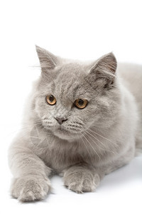 可爱的英国小猫肖像图片