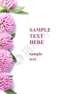 粉红色三叶花边框与复制空间隔开图片