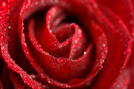 带水滴的美丽红玫瑰浅的DOF图片