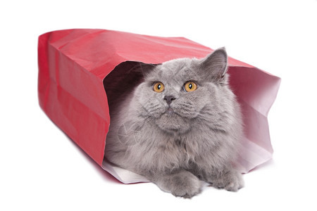 红色袋中可爱的英国小猫图片