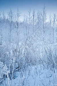 寒雪的冬季风景高清图片